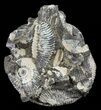 Wide Kosmoceras Ammonite in Matrix- England #60306-1